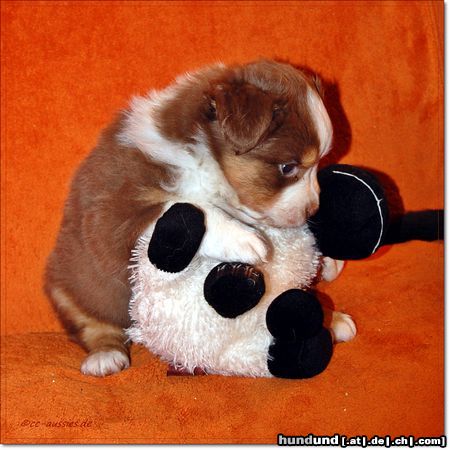 Australian Shepherd Erster schafkontakt