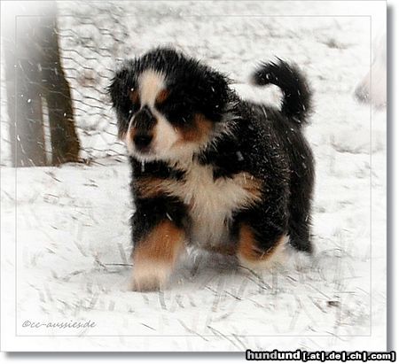 Australian Shepherd Schwarznase im Schnee