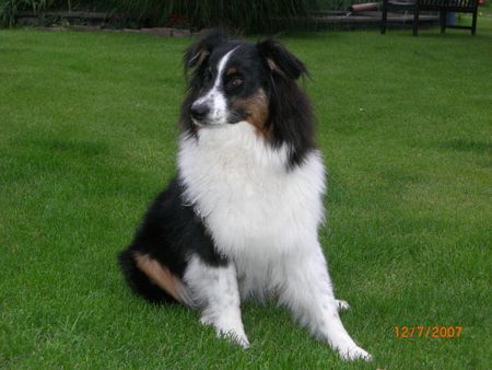 Australian Shepherd Guardian Angel´s Shakira