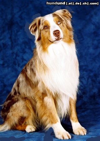 Australian Shepherd Heartfire\'s Bugs Off beim Fotoshooting