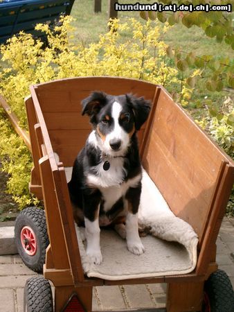 Australian Shepherd Amy mit 4 Monaten