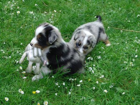 Australian Shepherd Sydney und Wolle und der Außerirdische