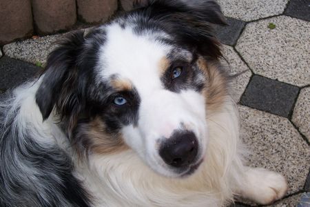 Australian Shepherd Hier bin ich wieder... Teddy