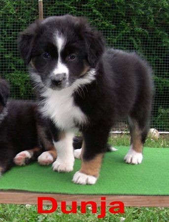 Australian Shepherd Dunja