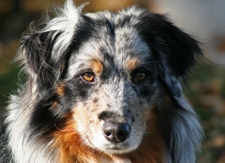 Australian Shepherd Tigger