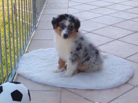 Australian Shepherd Twister 