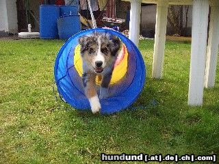 Australian Shepherd ...schon fast wie die Profies