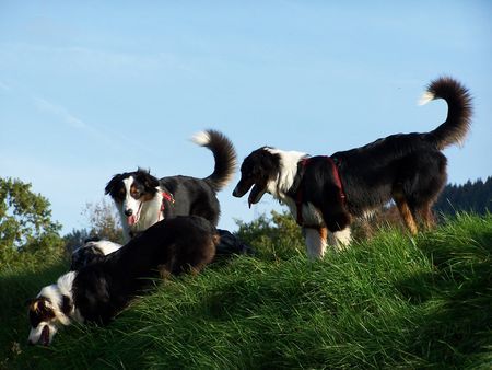 Australian Shepherd Geschwister