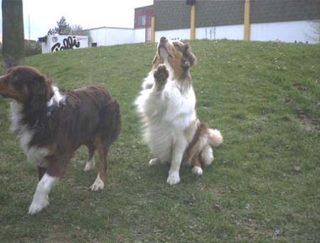 Australian Shepherd Merlin