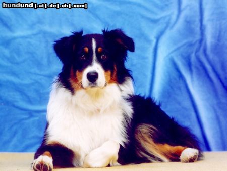 Australian Shepherd Sieht sie nicht gut aus ?!!