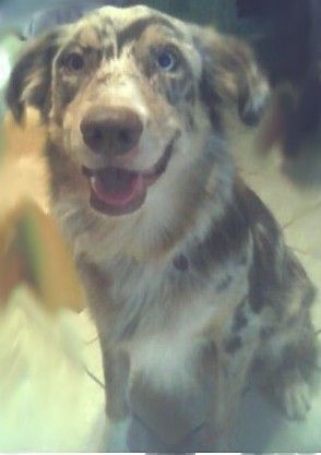 Australian Shepherd Ich bin der Wyatt von Amerika