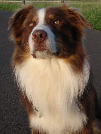 Australian Shepherd Yukon...her mit den Mädels ;-)