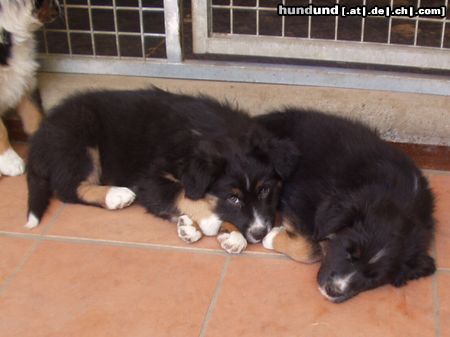 Australian Shepherd Das ist unser kleiner Chicco mit seinem Zwillingsbruder