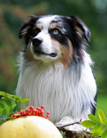 Australian Shepherd Dusty