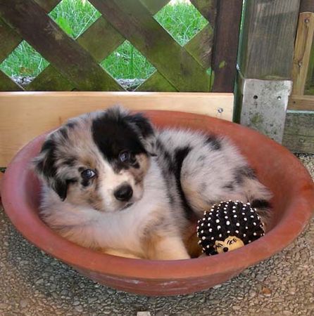 Australian Shepherd Billabong