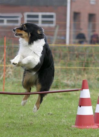 Australian Shepherd