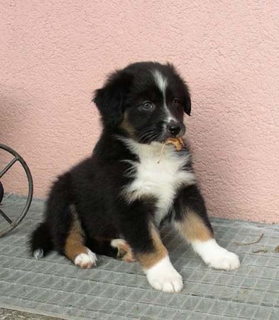 Australian Shepherd Delight