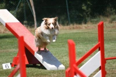 Australian Shepherd Mabye 