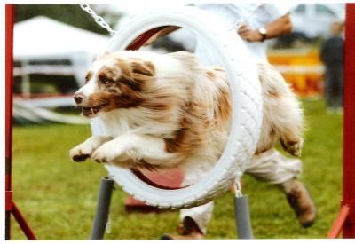 Australian Shepherd Mabye