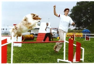 Australian Shepherd Mabye 