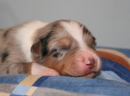 Australian Shepherd Creekvalley´s Ahanu 1 Woche alt