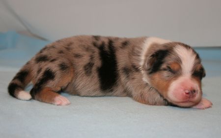 Australian Shepherd Creekvalley´s Aiyana 1 Woche alt