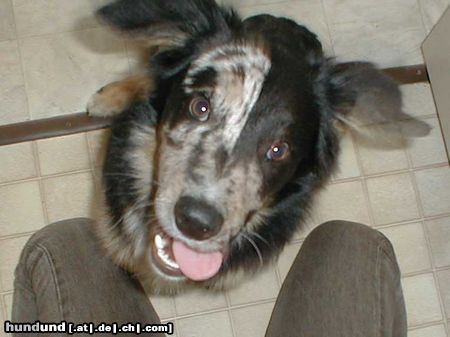 Australian Shepherd no comment :)