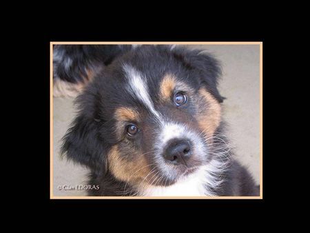 Australian Shepherd