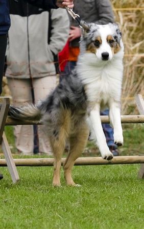 Australian Shepherd Hallo