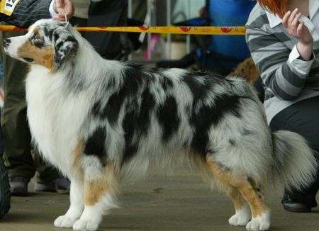 Australian Shepherd