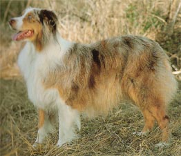 Australian Shepherd