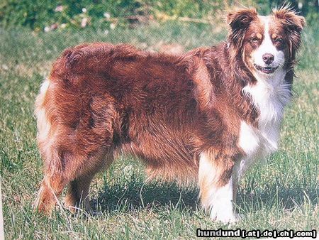 Australian Shepherd