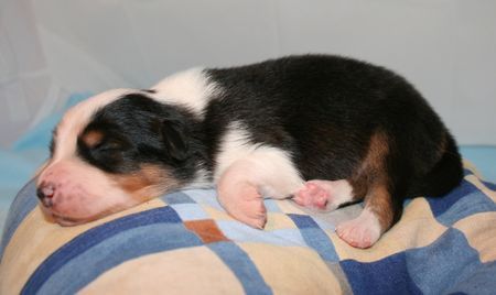 Australian Shepherd Creekvalley´s Awinita 1 Woche alt