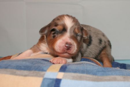 Australian Shepherd Creekvalley´s Aylen 1 Woche alt