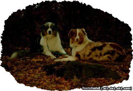 Australian Shepherd Guardian Angel Aussies