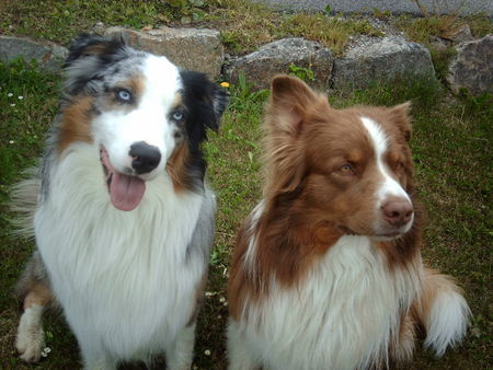 Australian Shepherd unsere rabauken!!