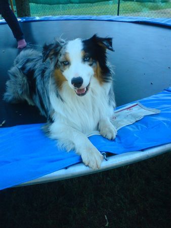 Australian Shepherd balou!!