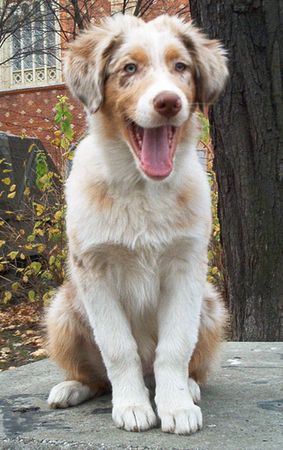 Australian Shepherd Bandit & Casey