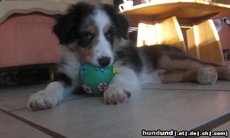 Australian Shepherd Unser Bandit