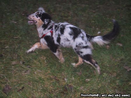 Australian Shepherd Ben mit 5 Monaten