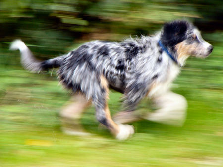 Australian Shepherd Dulco from Blackboycountry