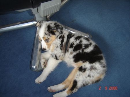 Australian Shepherd Blue 12 Wochen alt bei ihrer Lieblingsbeschäftigung