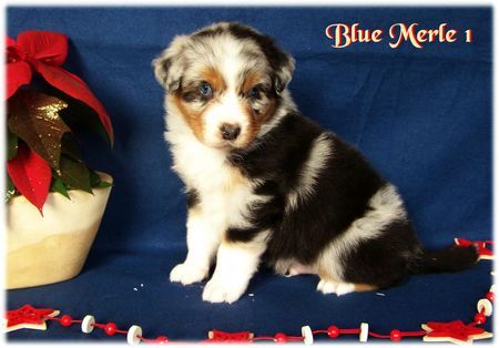 Australian Shepherd Nayeli Baby