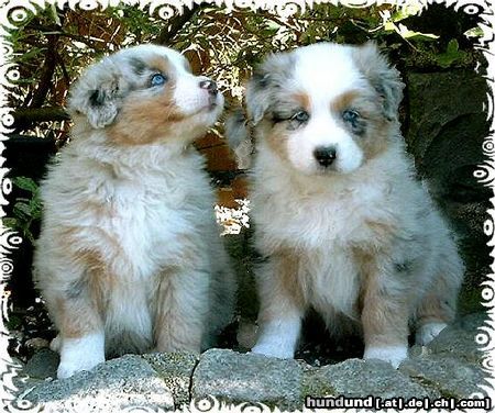 Australian Shepherd Guardian-Angel-Babys mit 6 Wochen