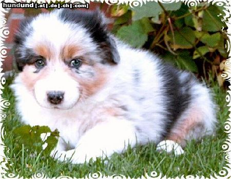 Australian Shepherd Guardian-Angel-Baby mit 6 Wochen