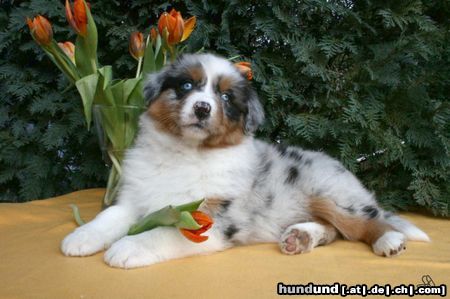 Australian Shepherd Guardian Angel's Liz Majenne 