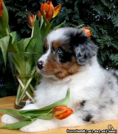 Australian Shepherd Guardian Angel's Liz Majenne, 7 Wochen