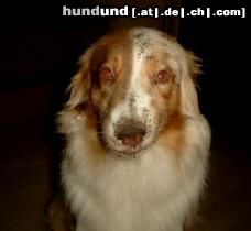 Australian Shepherd Bonnie im Buddelfieber!!