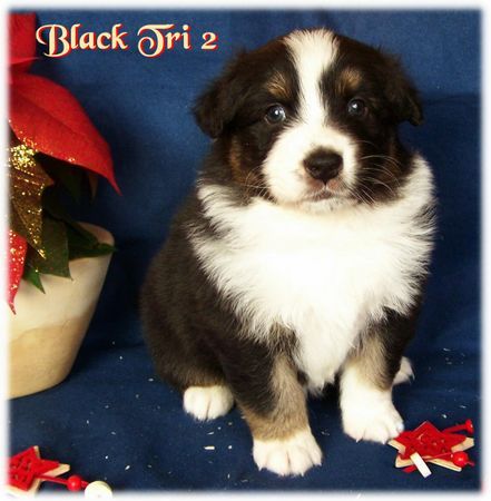 Australian Shepherd Nayeli Baby