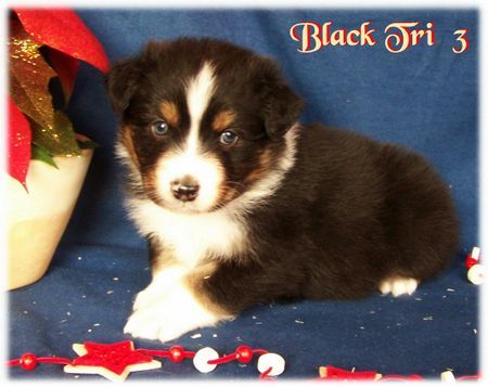 Australian Shepherd Nayeli Baby